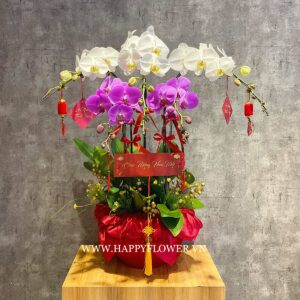 CHẬU LAN HỒ ĐIỆP 5 CÀNH (3 trắng mix 2 hồng tím đậm) – TRANG TRÍ LUXURY TẾT (vải đỏ)
